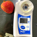 【期間限定予約販売・送料無料】最高級！ 台湾産フレッシュ玉荷包ライチ（玉荷包）荔枝 3.0kg ギフトボックス 約100~120粒