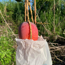 【期間限定予約販売・送料無料】最高級 超大玉指定！ 台湾マンゴー（愛文芒果）