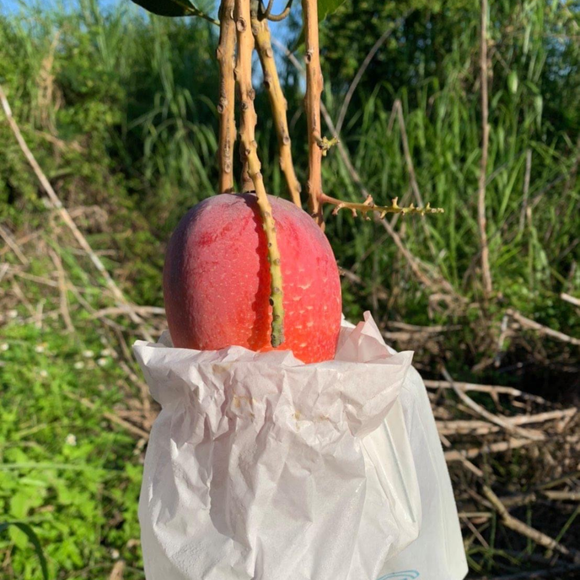 【期間限定予約販売・送料無料】最高級 超大玉指定！ 台湾マンゴー（愛文芒果）