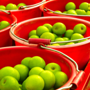 【期間限定予約販売・送料無料】最高級 台湾ナツメ（台湾蜜棗・棗子） ギフトボックス 2.5kg