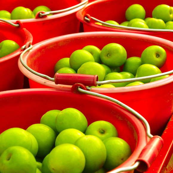 【期間限定予約販売・送料無料】最高級 台湾ナツメ（台湾蜜棗・棗子） ギフトボックス 2.5kg