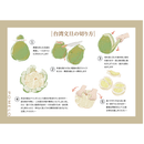 【期間限定予約販売・送料無料】最高級 台湾文旦 台南麻豆産 文旦ギフトボックス 3kg（5~8玉） 柚子