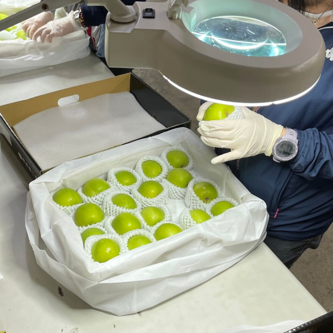 期間限定予約販売・送料無料】屏東産 最高級 台湾ナツメ（台湾蜜棗