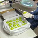 【期間限定予約販売・送料無料】最高級 台湾ナツメ（台湾蜜棗・棗子） ギフトボックス 2.5kg