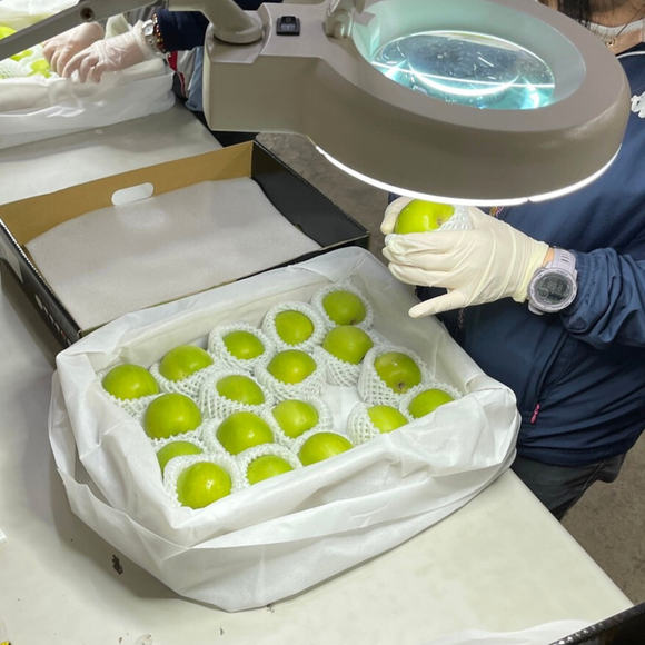 【期間限定予約販売・送料無料】最高級 台湾ナツメ（台湾蜜棗・棗子） ギフトボックス 2.5kg