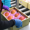 【期間限定予約販売・送料無料】最高級 超大玉指定！ 台湾マンゴー（愛文芒果）