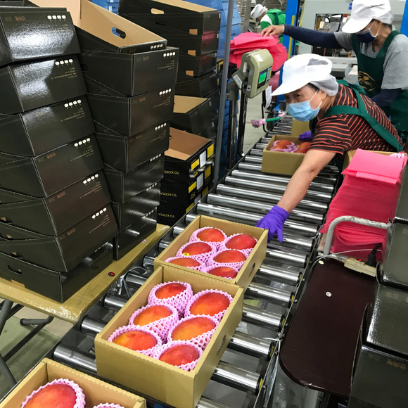 【期間限定予約販売・送料無料】最高級 超大玉指定！ 台湾マンゴー（愛文芒果）