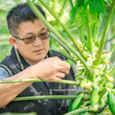 【期間限定予約販売・送料無料】最高級 台湾パパイヤ 台南帰仁産 台湾パパイヤギフトボックス