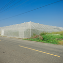 【期間限定予約販売・送料無料】最高級 台湾パパイヤ 台南帰仁産 台湾パパイヤギフトボックス 木瓜