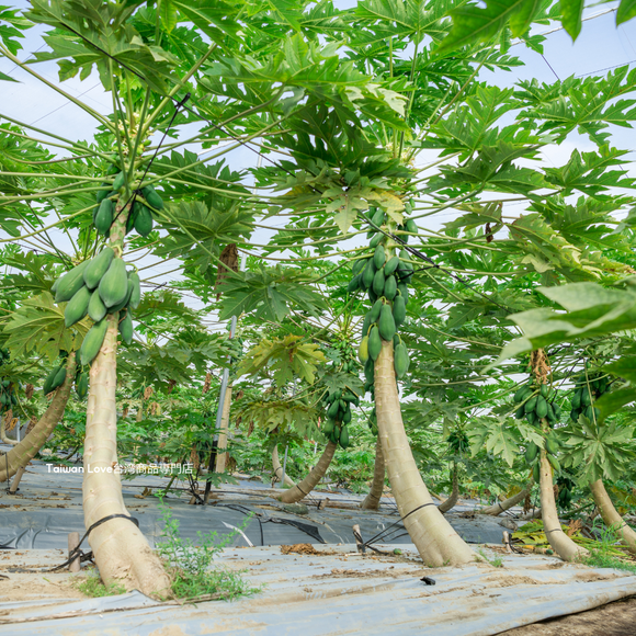 【期間限定予約販売・送料無料】最高級 台湾パパイヤ 台南帰仁産 台湾パパイヤギフトボックス 木瓜