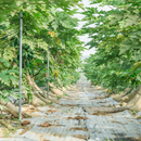 【期間限定予約販売・送料無料】最高級 台湾パパイヤ 台南帰仁産 台湾パパイヤギフトボックス 木瓜