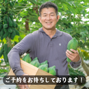【期間限定予約販売・送料無料】最高級 台湾パパイヤ 台南帰仁産 台湾パパイヤギフトボックス