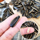 盛香珍 豊葵 ひまわりの種（大粒） キャラメル風味｜盛香珍 豐葵 香瓜子 焦糖風味 150g