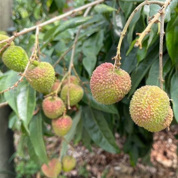 【期間限定予約販売・送料無料】最高級！ 台湾産フレッシュ玉荷包ライチ（玉荷包）荔枝 3.0kg ギフトボックス 約100~120粒