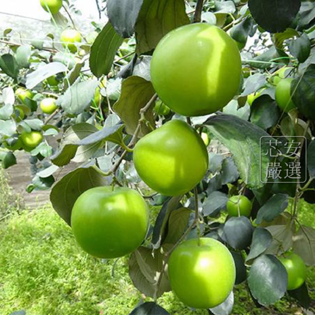 期間限定予約販売・送料無料】屏東産 最高級 台湾ナツメ（台湾蜜棗