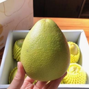【期間限定予約販売・送料無料】最高級 台湾文旦 台南麻豆産 文旦ギフトボックス 3kg（5~8玉） 柚子