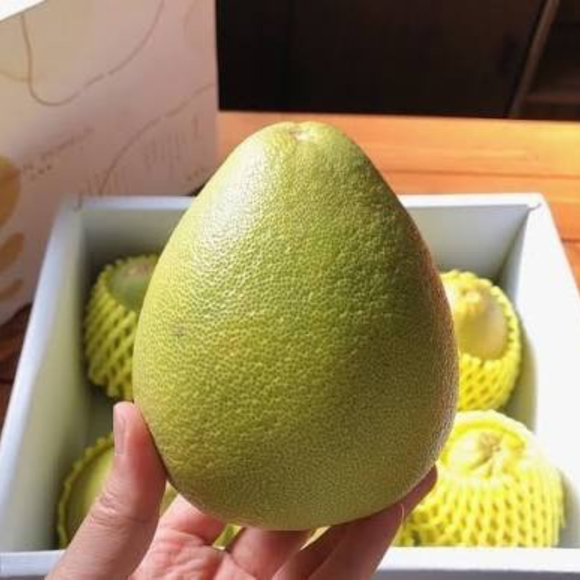 【期間限定予約販売・送料無料】最高級 台湾文旦 台南麻豆産 文旦ギフトボックス 3kg（5~8玉） 柚子