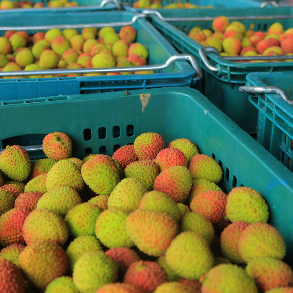 【期間限定予約販売・送料無料】最高級！ 台湾産フレッシュ玉荷包ライチ（玉荷包）荔枝 3.0kg ギフトボックス 約100~120粒