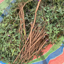 台湾 一條根（一条根） マッサージオイル・ロールタイプ 保済堂 ｜保濟堂 一條根精油滾珠瓶 35ml