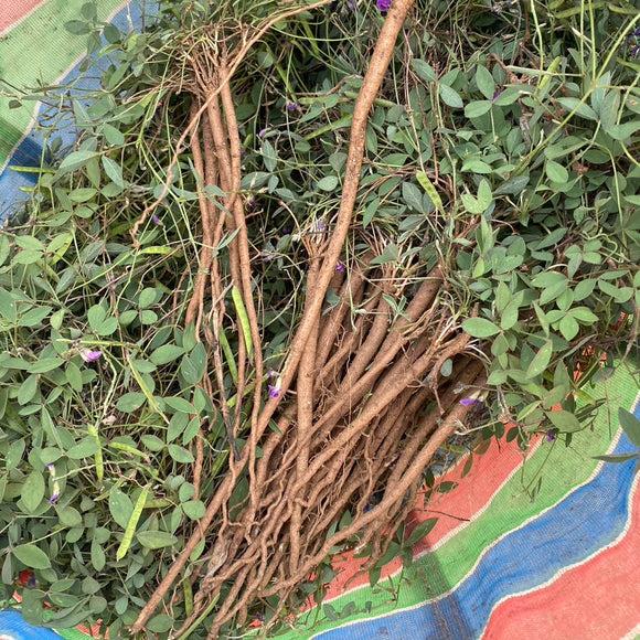 台湾 一條根（一条根） マッサージオイル・ロールタイプ 保済堂 ｜保濟堂 一條根精油滾珠瓶 35ml