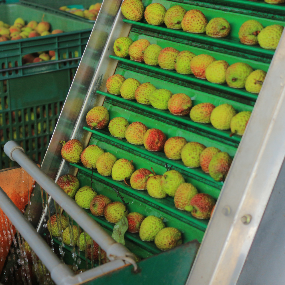 期間限定予約販売・送料無料】最高級！ 台湾産フレッシュ玉荷包ライチ