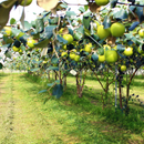 【期間限定予約販売・送料無料】最高級 台湾ナツメ（台湾蜜棗・棗子） ギフトボックス 2.5kg