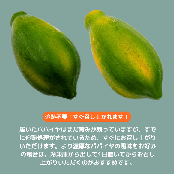 【期間限定予約販売・送料無料】最高級 台湾パパイヤ 台南帰仁産 台湾パパイヤギフトボックス