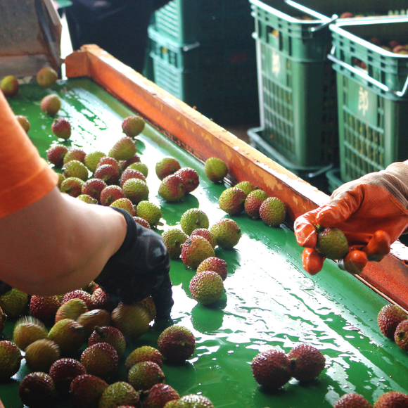 【期間限定予約販売・送料無料】最高級！ 台湾産フレッシュ玉荷包ライチ（玉荷包）荔枝 3.0kg ギフトボックス 約100~120粒