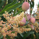 【期間限定予約販売・送料無料】最高級 超大玉指定！ 台湾マンゴー（愛文芒果）