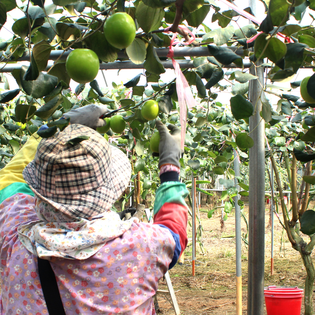 期間限定予約販売・送料無料】屏東産 最高級 台湾ナツメ(台湾蜜棗 期間限定予約販売・送料無料】屏東産 最高級 台湾ナツメ(台湾蜜棗