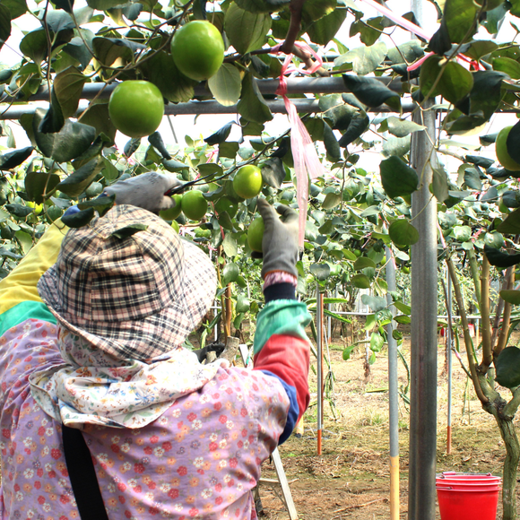 【期間限定予約販売・送料無料】最高級 台湾ナツメ（台湾蜜棗・棗子） ギフトボックス 2.5kg