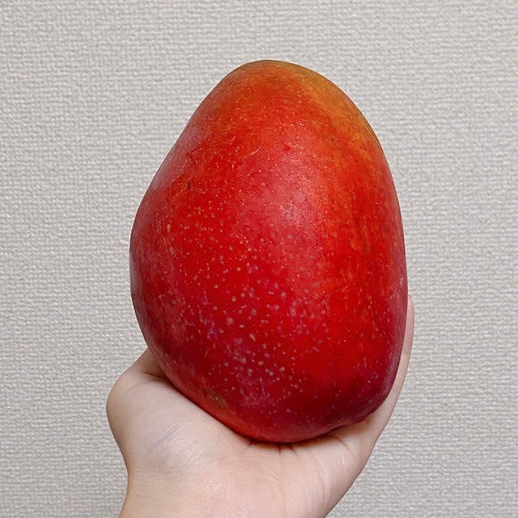 【期間限定予約販売・送料無料】最高級 ３Lサイズ以上超大玉指定！ 台湾マンゴー（愛文芒果） 2.5kg箱 5玉〜7玉