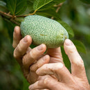 台湾産 愛玉子（オーギョーチ） 40g