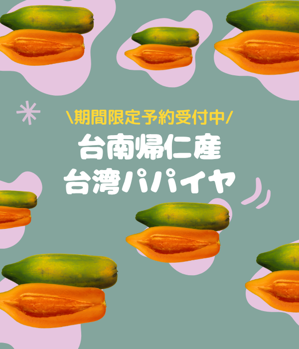 最高級 台湾パパイヤ 台南帰仁産 台湾パパイヤギフトボックス