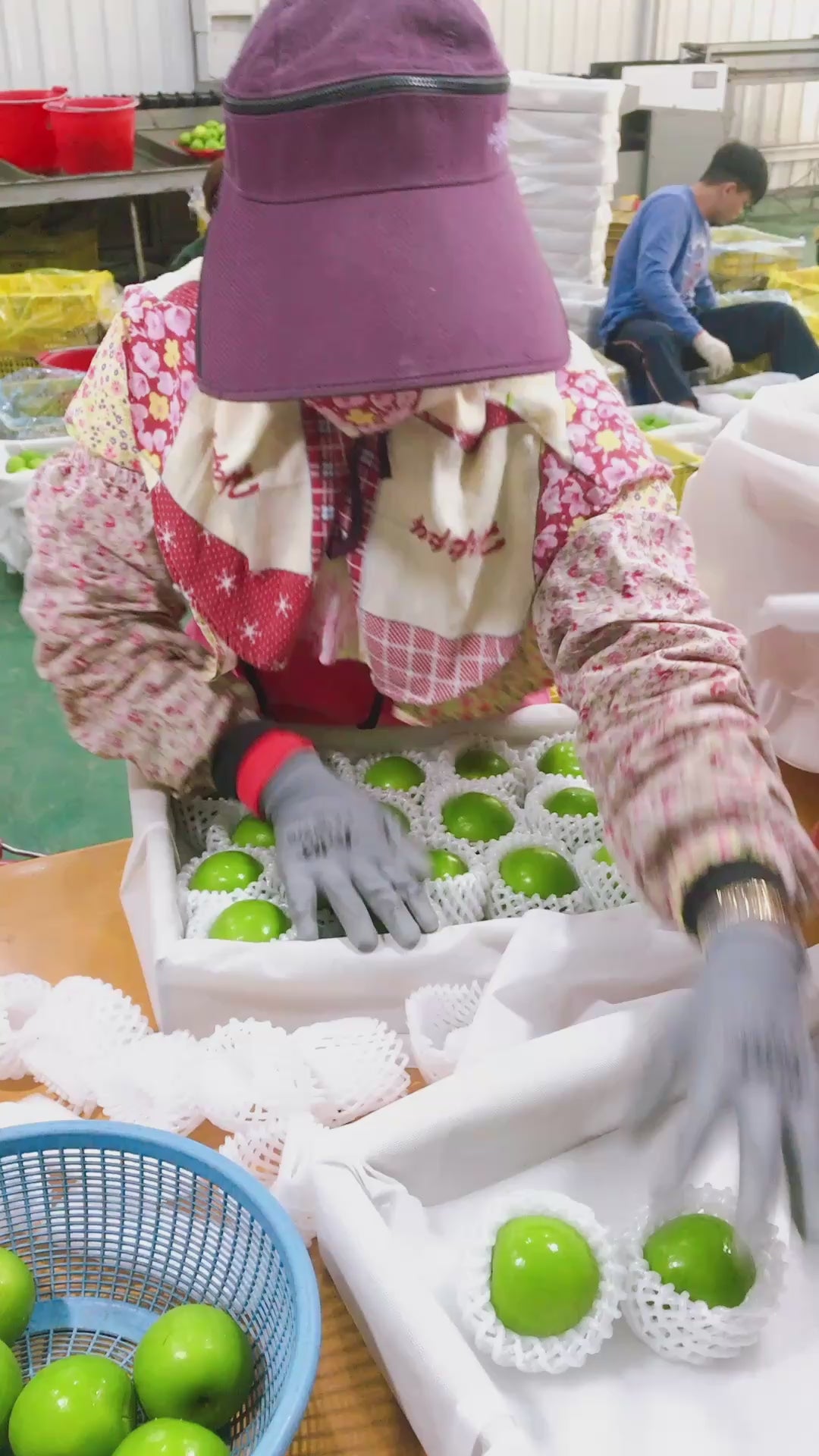 期間限定予約販売・送料無料】屏東産 最高級 台湾ナツメ（台湾蜜棗