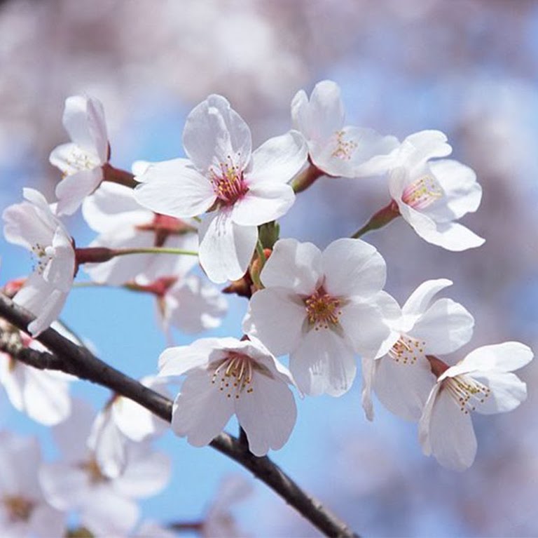 台湾グリーンオイル 緑油精（ハッカオイル） スティックロールタイプ
