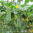 廣源良 ヘチマの化粧水 スプレーボトル｜廣源良 菜瓜水 100ml