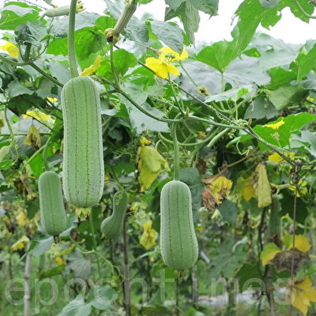 廣源良 ヘチマ美容マスク｜絲瓜洗敷凝露 150ml