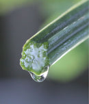 廣源良 ヘチマの化粧水 スプレーボトル｜廣源良 菜瓜水 100ml-2