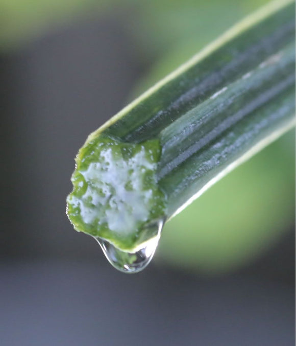 廣源良 ヘチマの化粧水 スプレーボトル｜廣源良 菜瓜水 100ml