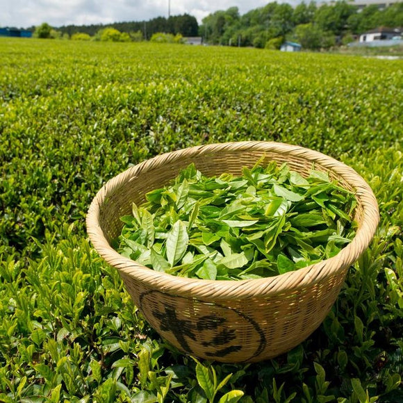 天仁 モクセイグリーンティー ティーバッグ｜天仁 桂花綠茶 茶包｜2.5gx18バッグ（個包装）