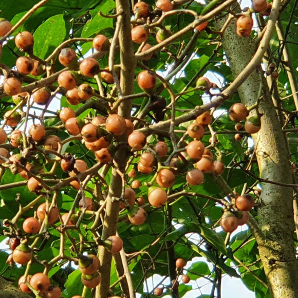 高慶泉 甘樹子（破布子）｜ 高慶泉 高山甘樹子 380g