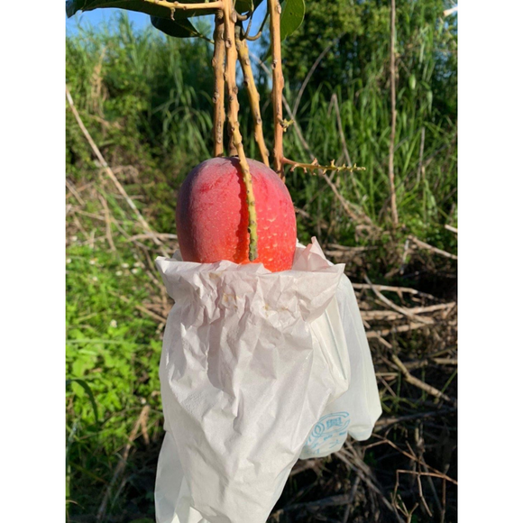 【期間限定予約販売・送料無料】最高級 ３Lサイズ以上超大玉指定！ 台湾マンゴー（愛文芒果） 2.5kg箱 5玉〜7玉