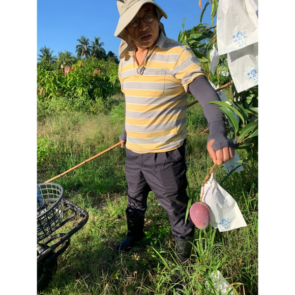 【期間限定予約販売・送料無料】最高級 ３Lサイズ以上超大玉指定！ 台湾マンゴー（愛文芒果） 2.5kg箱 5玉〜7玉