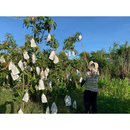 【期間限定予約販売・送料無料】最高級 ３Lサイズ以上超大玉指定！ 台湾マンゴー（愛文芒果） 2.5kg箱 5玉〜7玉