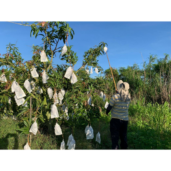 【期間限定予約販売・送料無料】最高級 ３Lサイズ以上超大玉指定！ 台湾マンゴー（愛文芒果） 2.5kg箱 5玉〜7玉