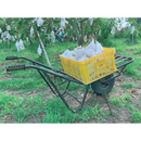 【期間限定予約販売・送料無料】最高級 ３Lサイズ以上超大玉指定！ 台湾マンゴー（愛文芒果） 5kg箱 9玉〜16玉