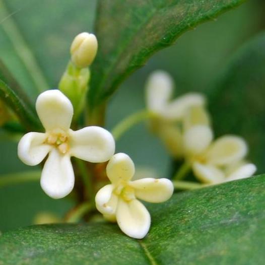 天仁 モクセイグリーンティー ティーバッグ｜天仁 桂花綠茶 茶包｜2.5gx18バッグ（個包装）