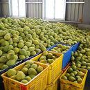 【期間限定予約販売・送料無料】最高級 台湾文旦 文旦ギフトボックス 3kg（5~9玉） 柚子