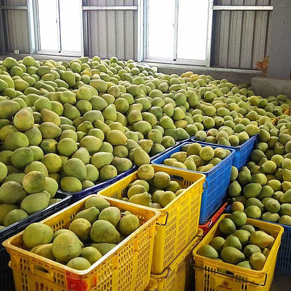 【期間限定予約販売・送料無料】最高級 台湾文旦 文旦ギフトボックス 3kg（5~9玉） 柚子